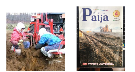 中里ファーム収穫の様子