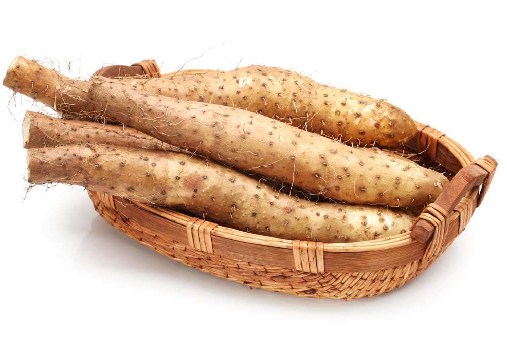 贈答用青森県産『完熟・金のながいも』